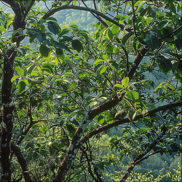 alberi nella foresta