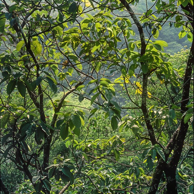 alberi nella foresta