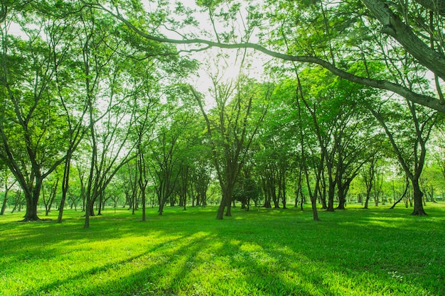 Alberi nella foresta