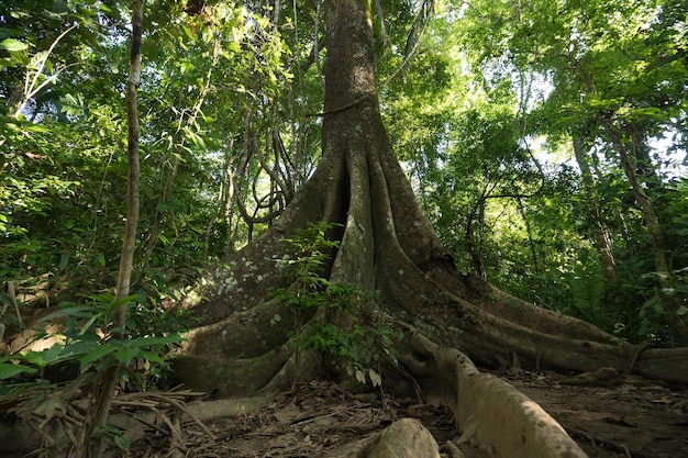 Alberi nella foresta