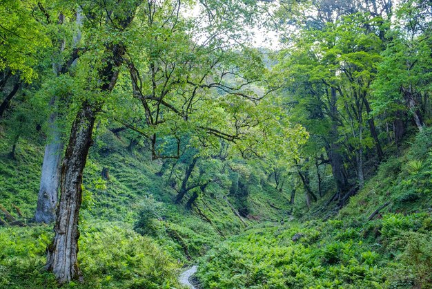 Alberi nella foresta