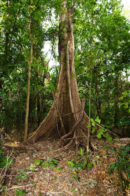 Alberi nella foresta