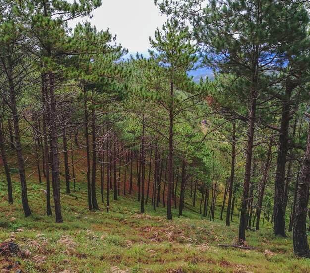 Alberi nella foresta