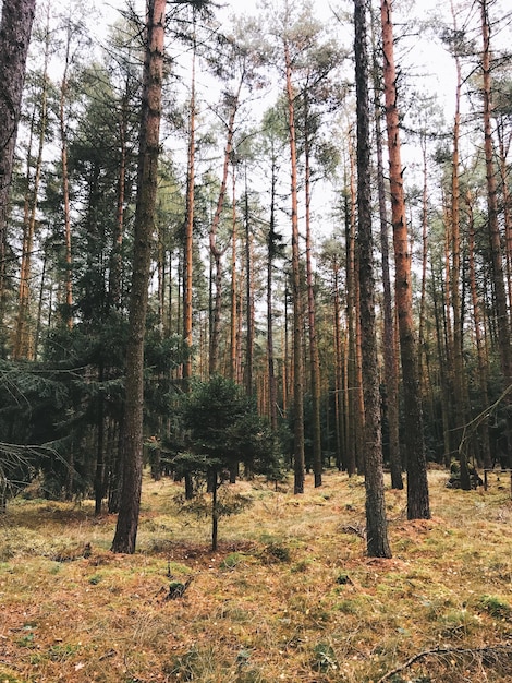 Alberi nella foresta