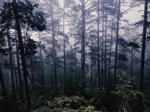 Alberi nella foresta