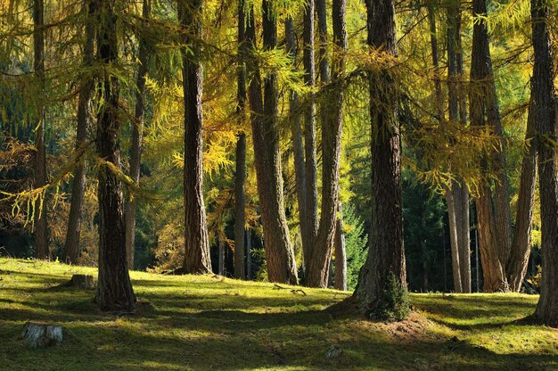 Alberi nella foresta