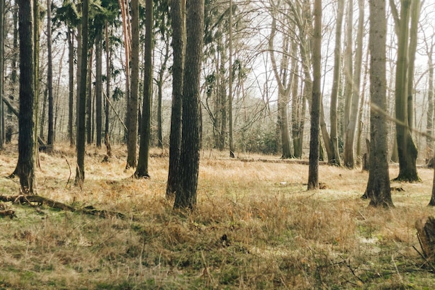 Alberi nella foresta