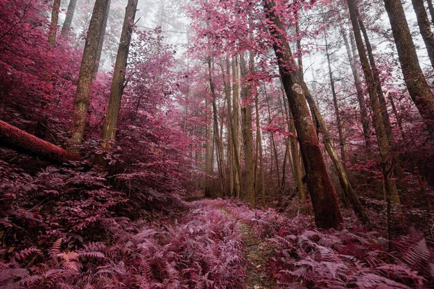 Alberi nella foresta