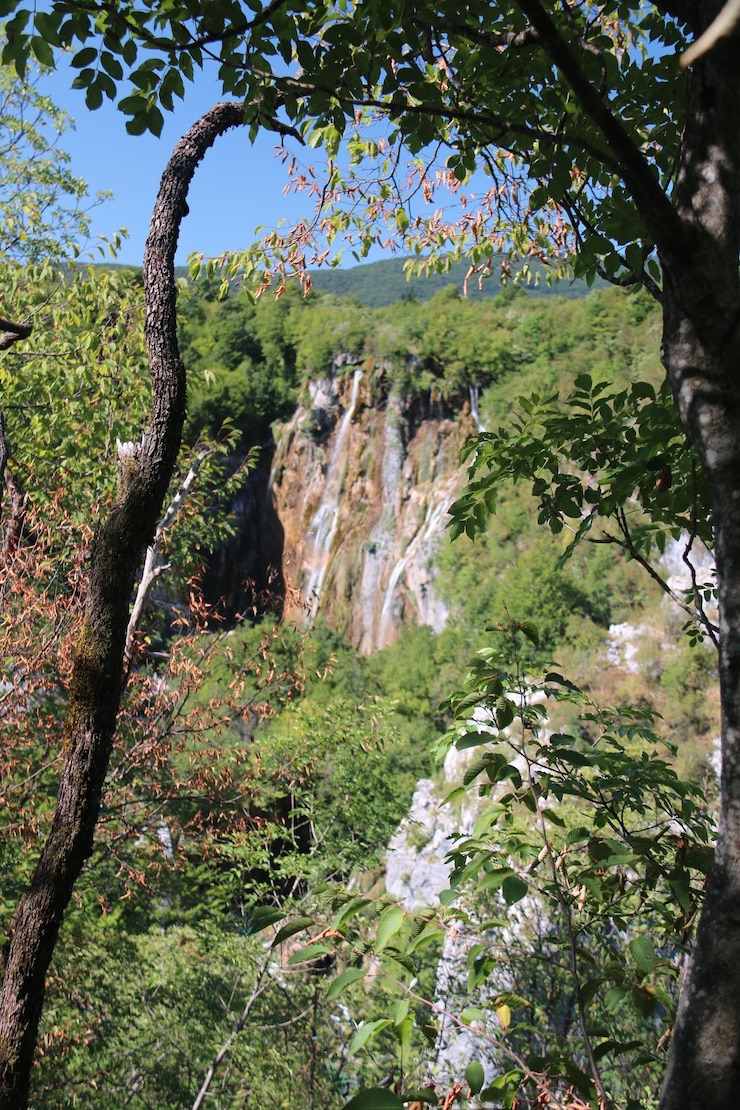 Foto alberi nella foresta