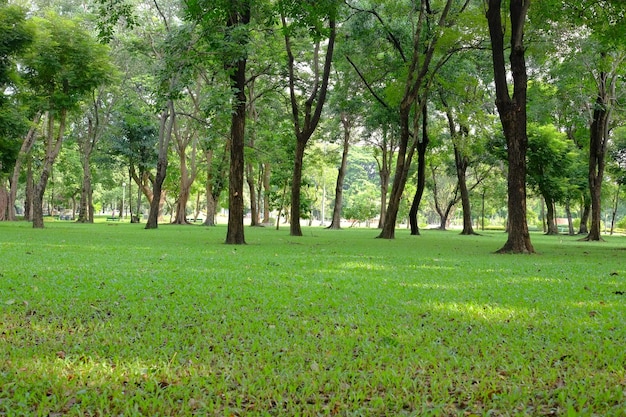 Alberi nella foresta