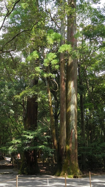 Alberi nella foresta