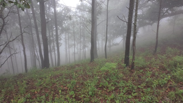 Alberi nella foresta