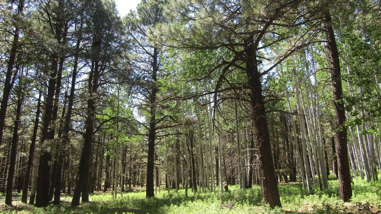 Foto alberi nella foresta