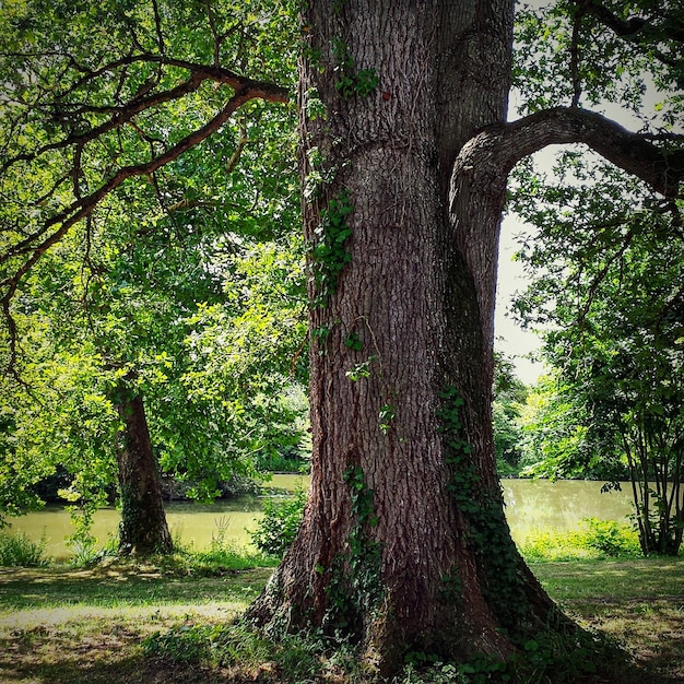 Alberi nella foresta