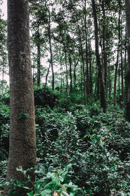 Alberi nella foresta