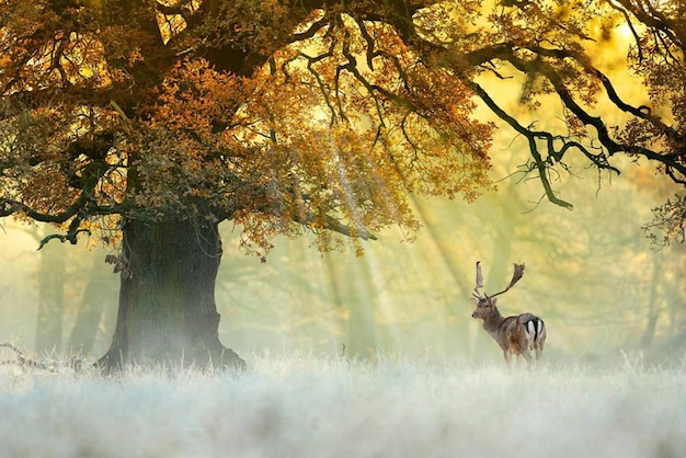 Alberi nella foresta