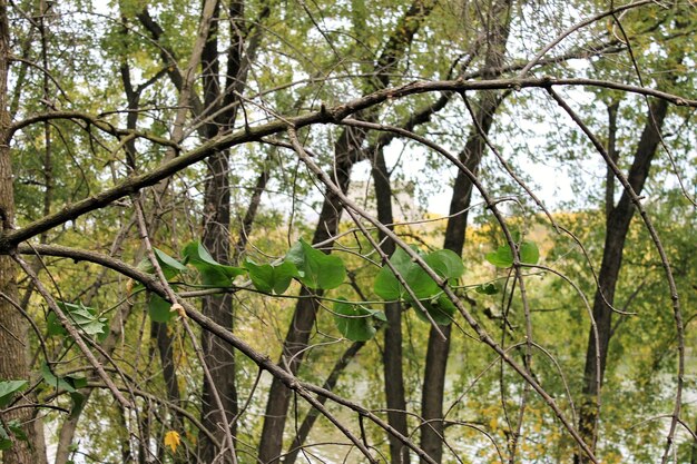 Alberi nella foresta