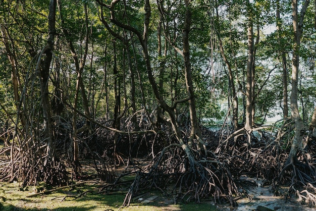 Alberi nella foresta