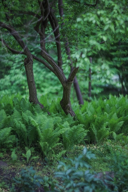 Alberi nella foresta