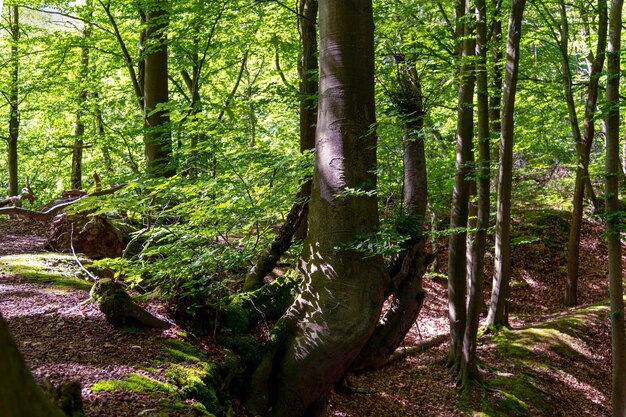 Alberi nella foresta