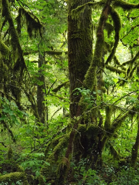 Alberi nella foresta