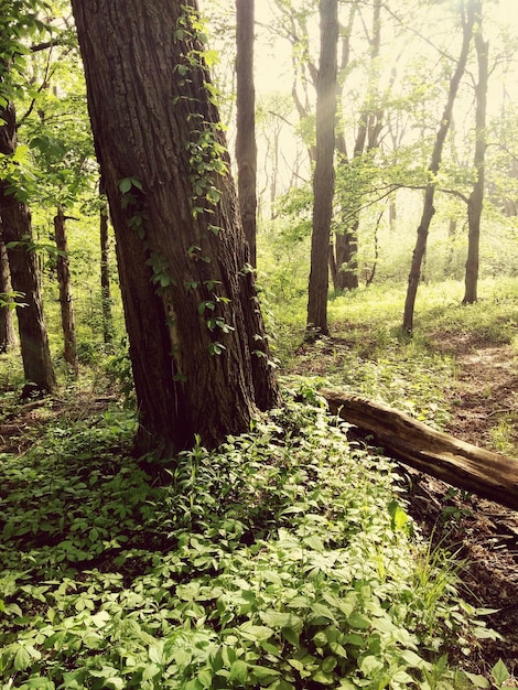 Alberi nella foresta