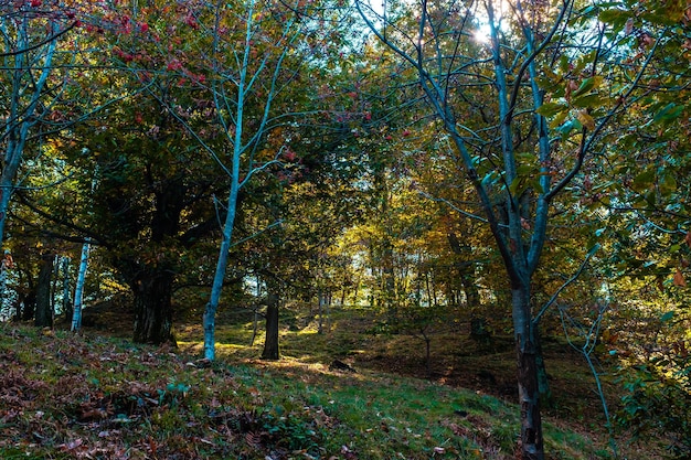 Alberi nella foresta