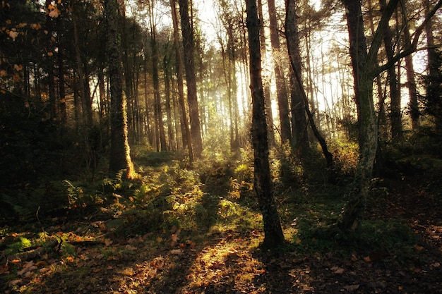 Alberi nella foresta