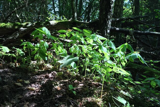 Alberi nella foresta