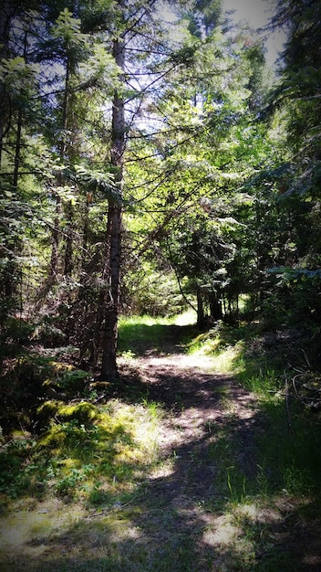 Alberi nella foresta