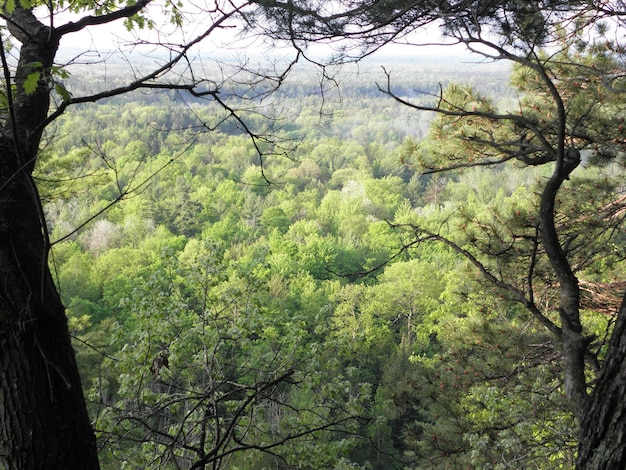 Alberi nella foresta