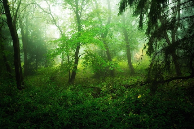 Alberi nella foresta