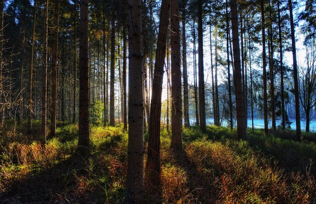 Alberi nella foresta