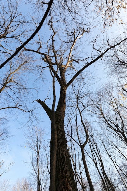 alberi nella foresta