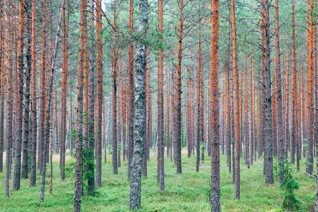 alberi nella foresta