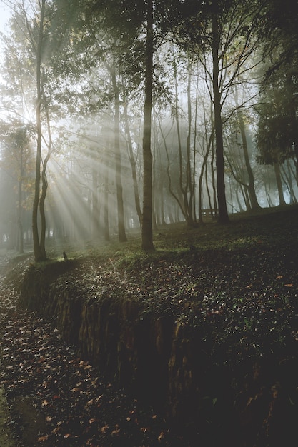 Alberi nella foresta