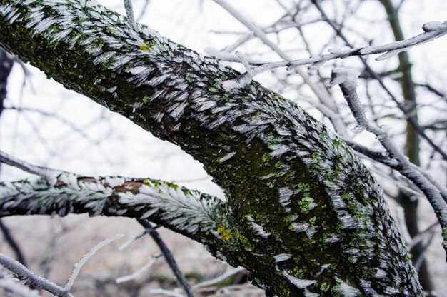 Alberi nella foschia nebbiosa