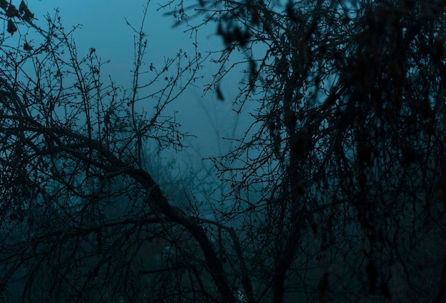 Alberi nella nebbia al tramonto