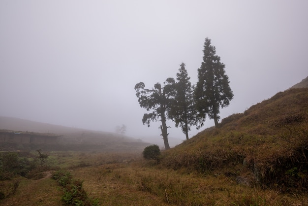 Alberi nella nebbia e prati gialli