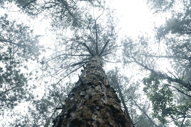 Alberi nella nebbia, foresta del paesaggio selvaggio con alberi di pino