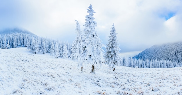 Alberi nella nebbia