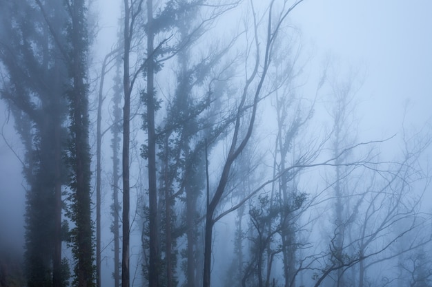 Alberi nella nebbia