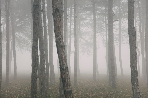 Alberi nella nebbiosa giornata invernale