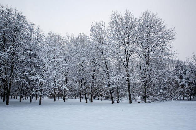 Alberi nella neve. Sfondo invernale.