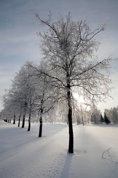 alberi nella neve