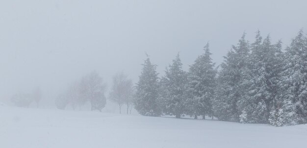 Alberi nella neve