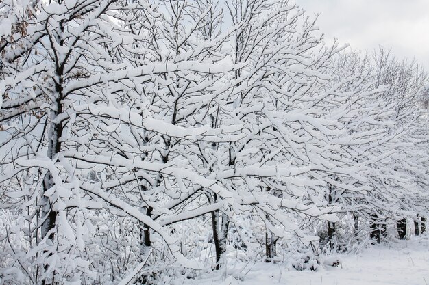 Alberi nella neve