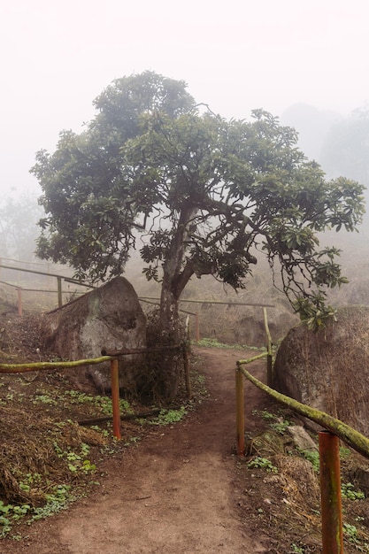 Alberi nella riserva naturale di Lomas de Lachay a Lima in Perù