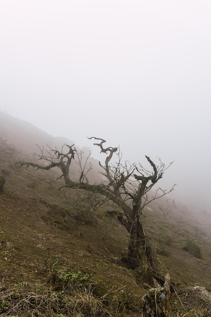 Alberi nella riserva naturale di Lomas de Lachay a Lima in Perù