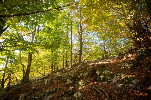 Alberi nella stagione autunnale